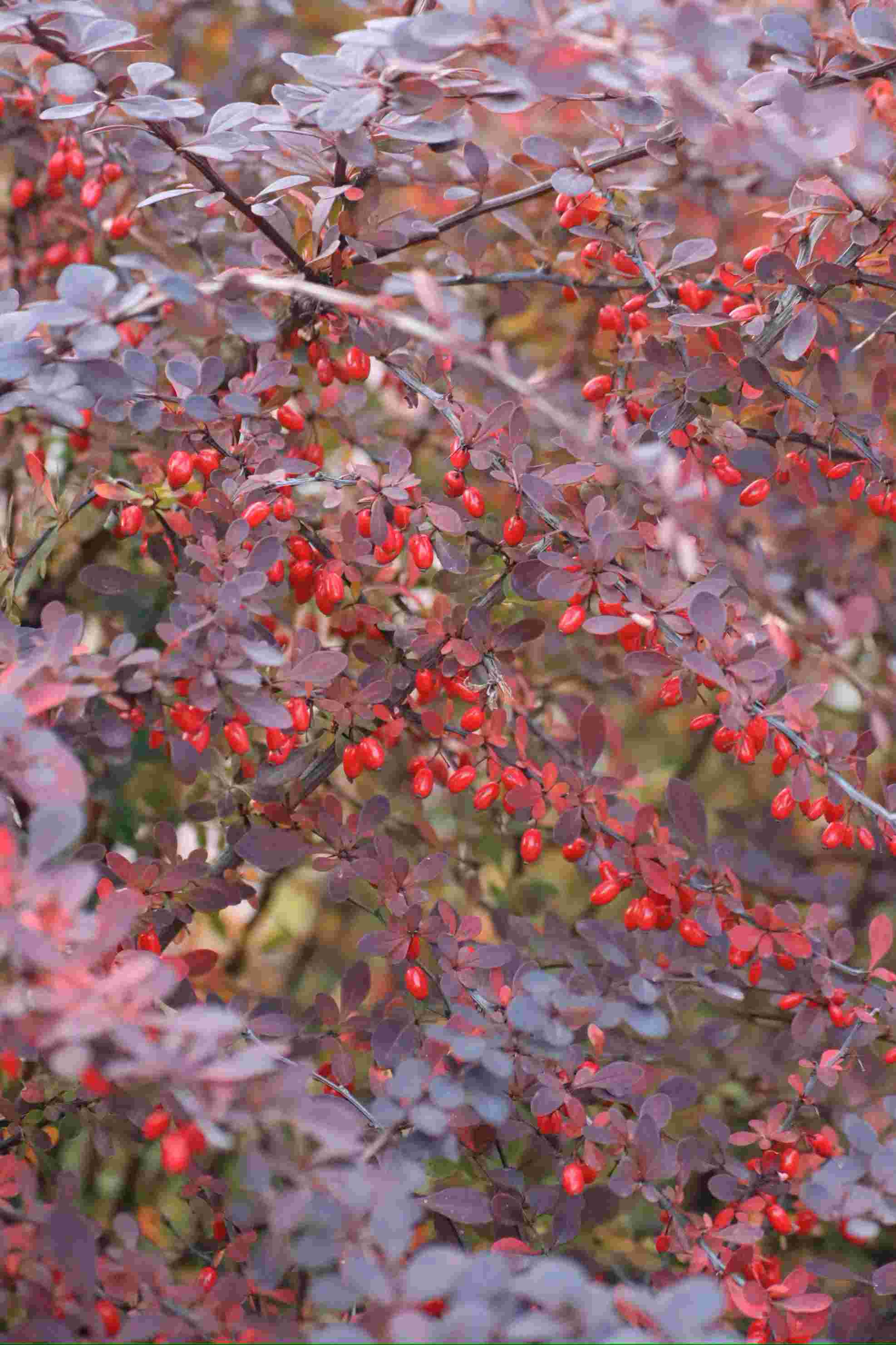 Stralende tuin: fris gesnoeid & perfect gemaaid!