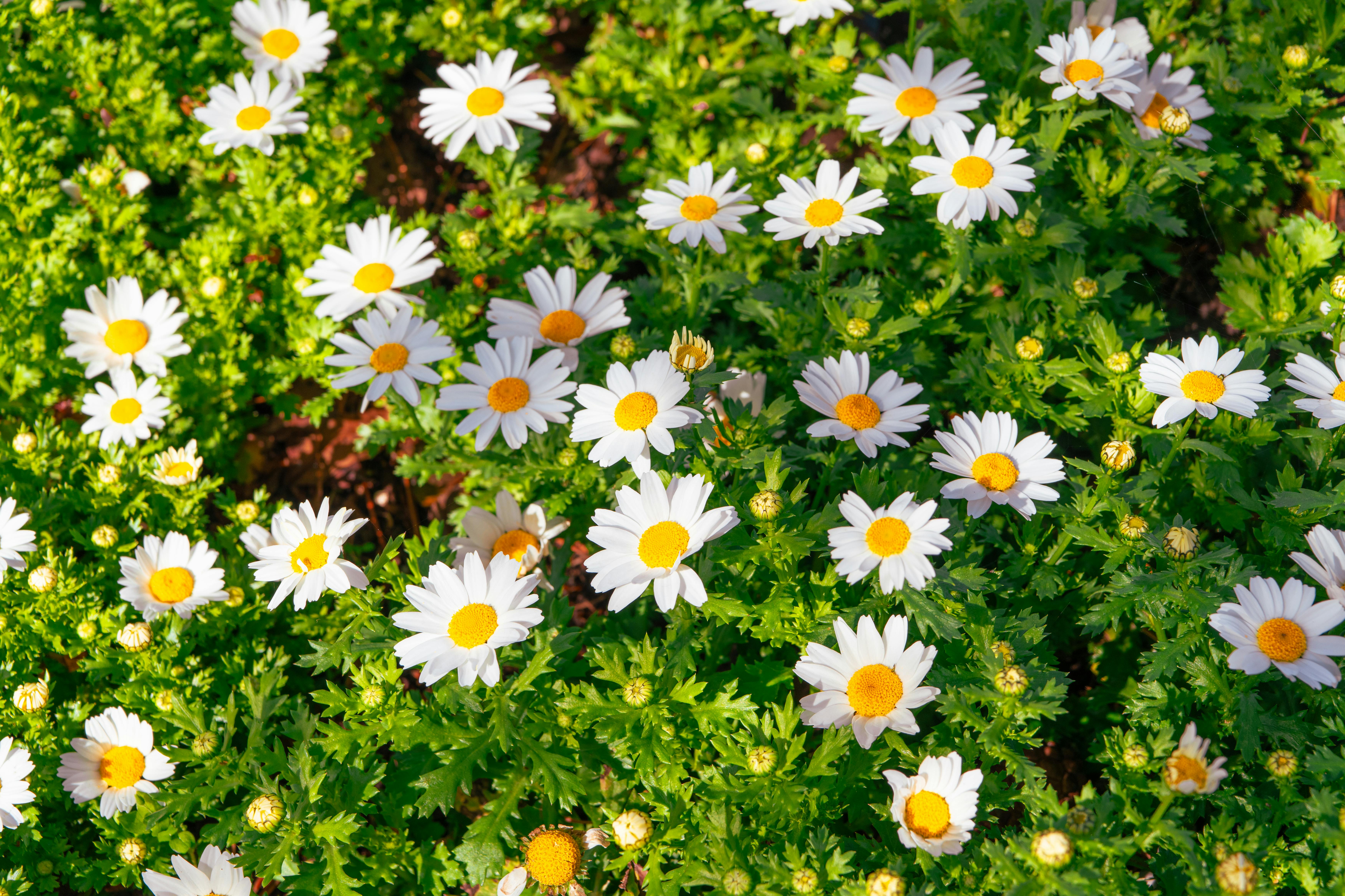 Schoon, groen en onkruidvrij!