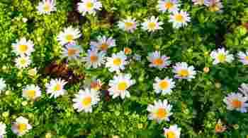 Schoon, groen en onkruidvrij!