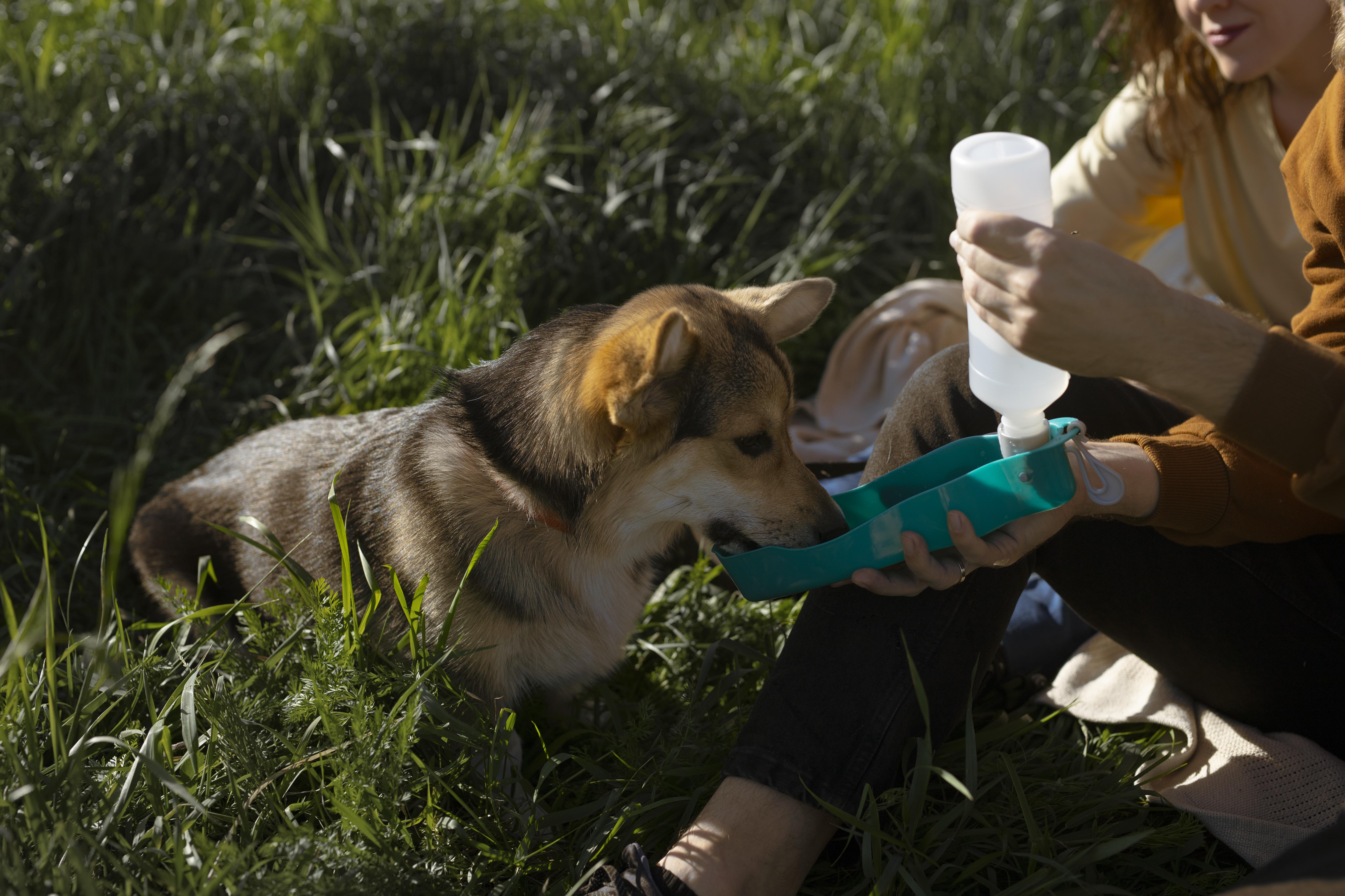 Snuffelmaatje gezocht! Wandelen met een lief hondje in Enkhuizen