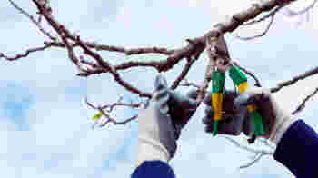 Help een man uit Hoorn: hij wil leren snoeien, maar mist de juiste knipcoach!