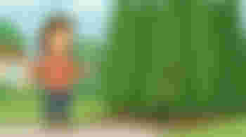 Help jij mee de 50-jarige coniferen met pensioen te sturen?