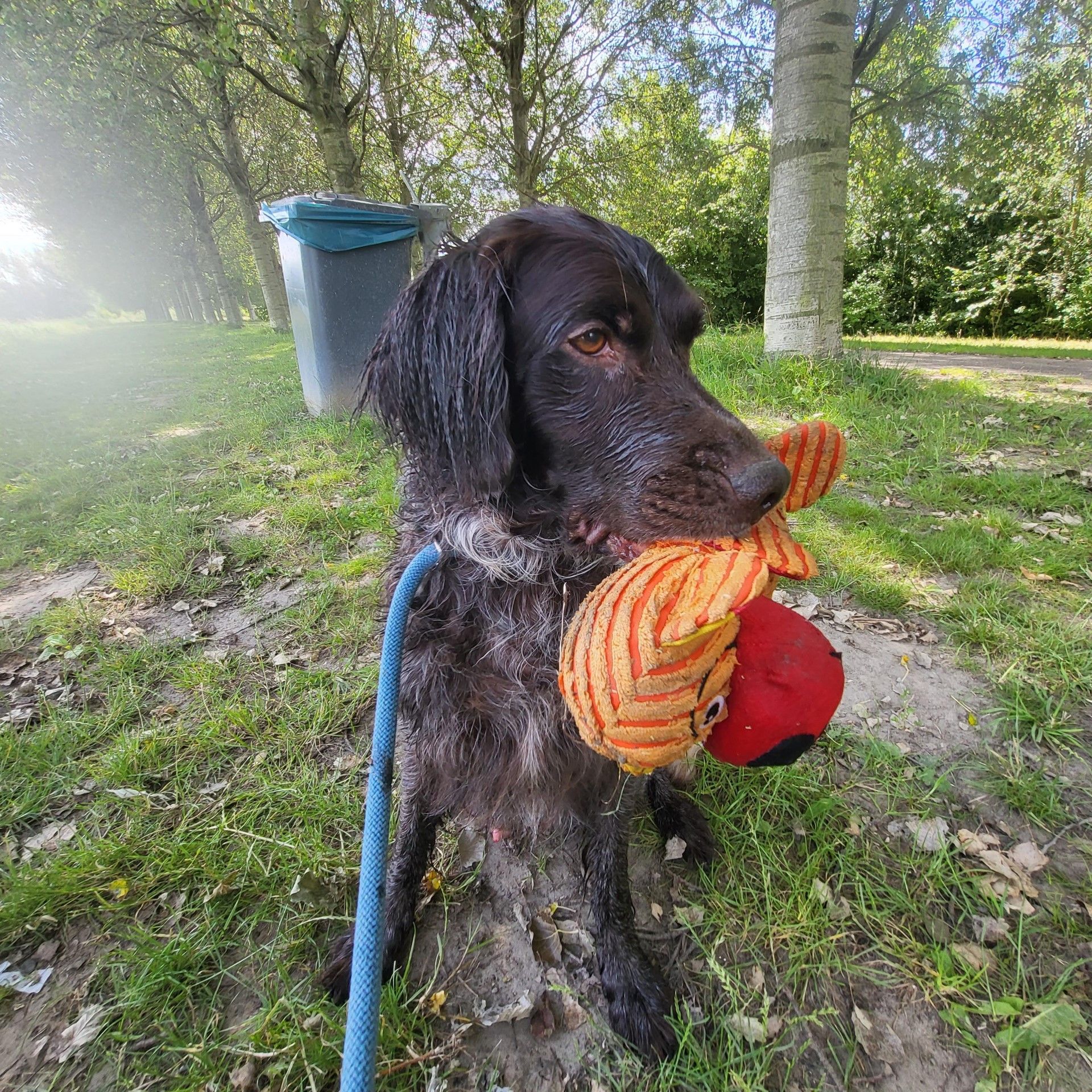 De 1e week van oktober zoeken wij hulp bij het uitlaten van onze lieve Kwinn
