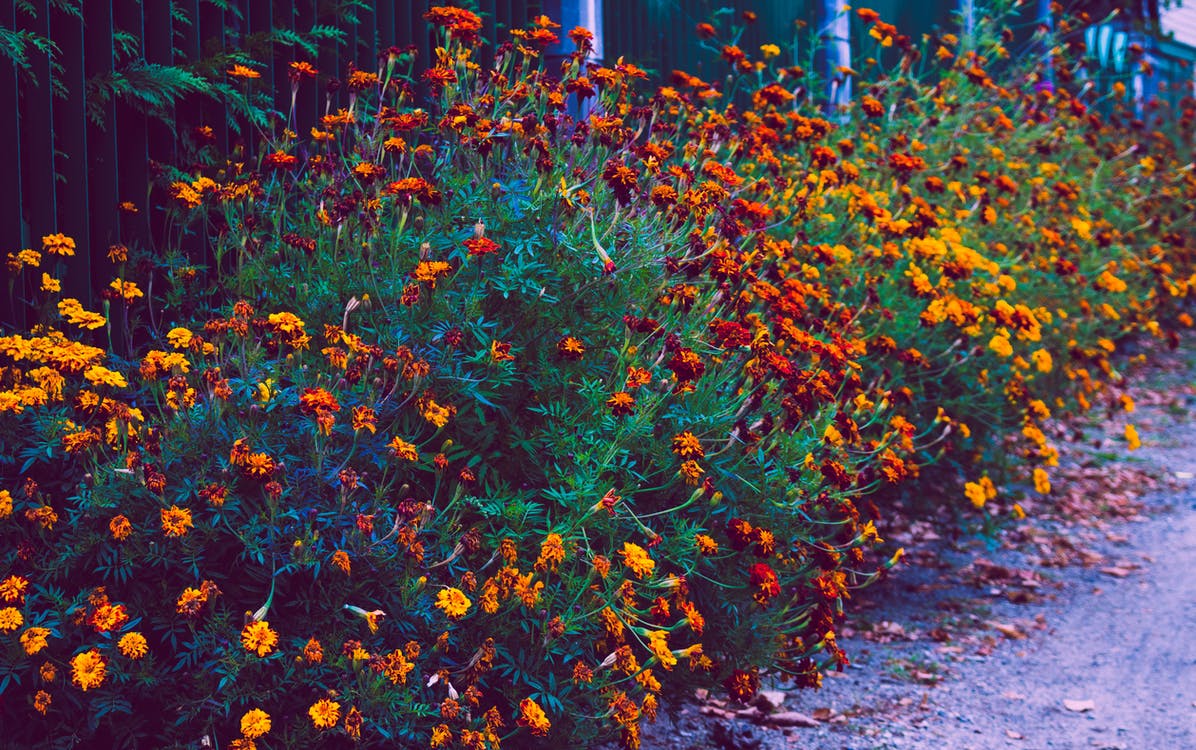 Mevrouw haar tuintjes aanpakken!