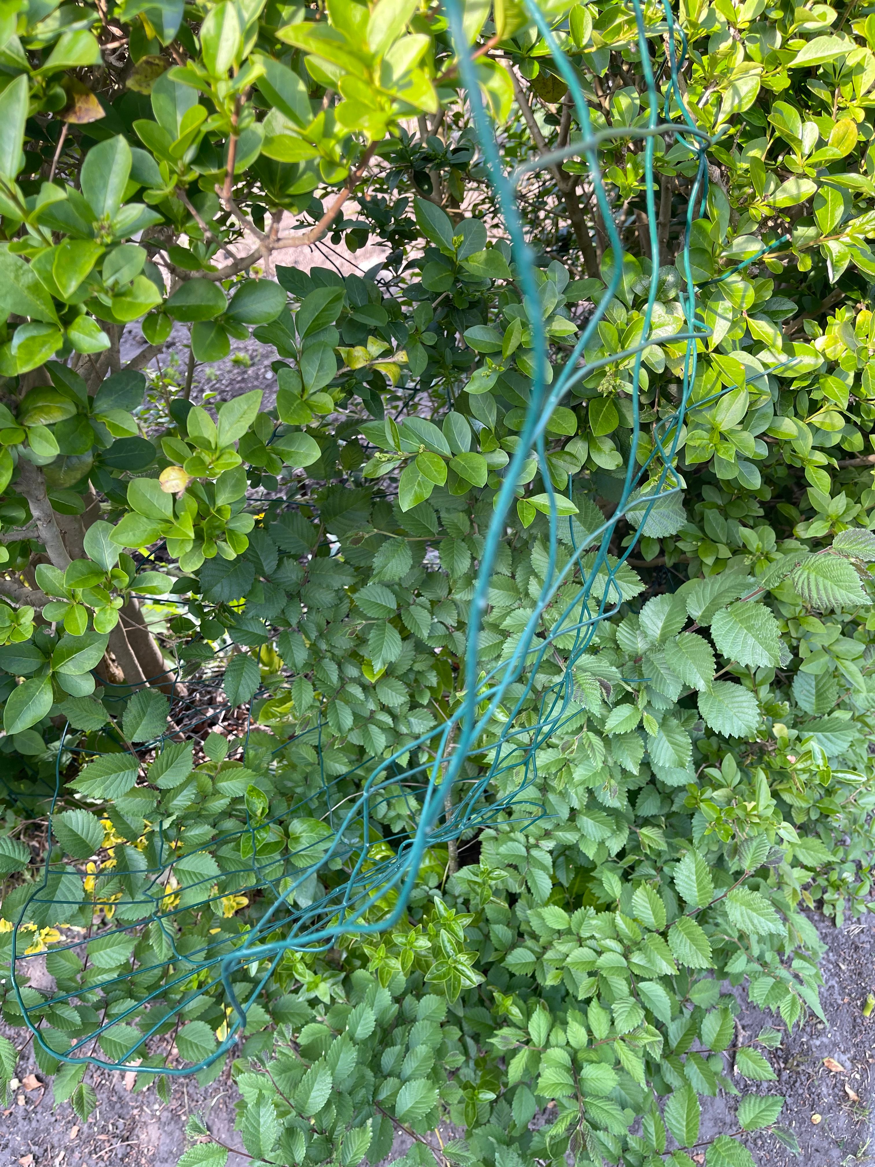 Alleenstaande moeder van 2 peuters, zoekt vrijwilliger voor opknappen van tuin