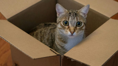 Dozen inpakken en katten knuffelen, de Mheen