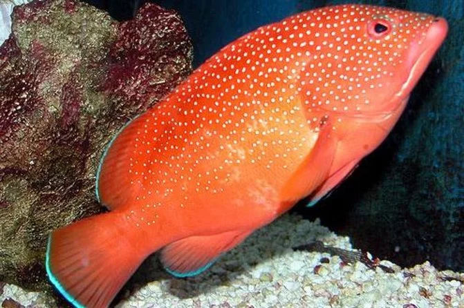 Key West Aquarium Tour