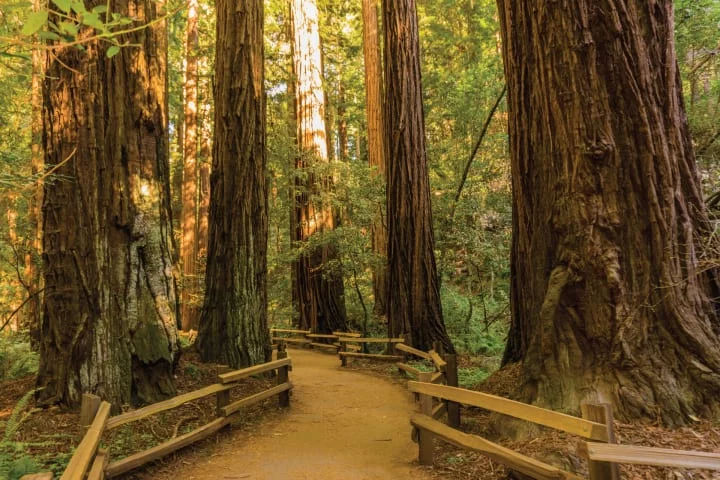 Skyline Sightseeing Muir Woods & Sausalito Tour