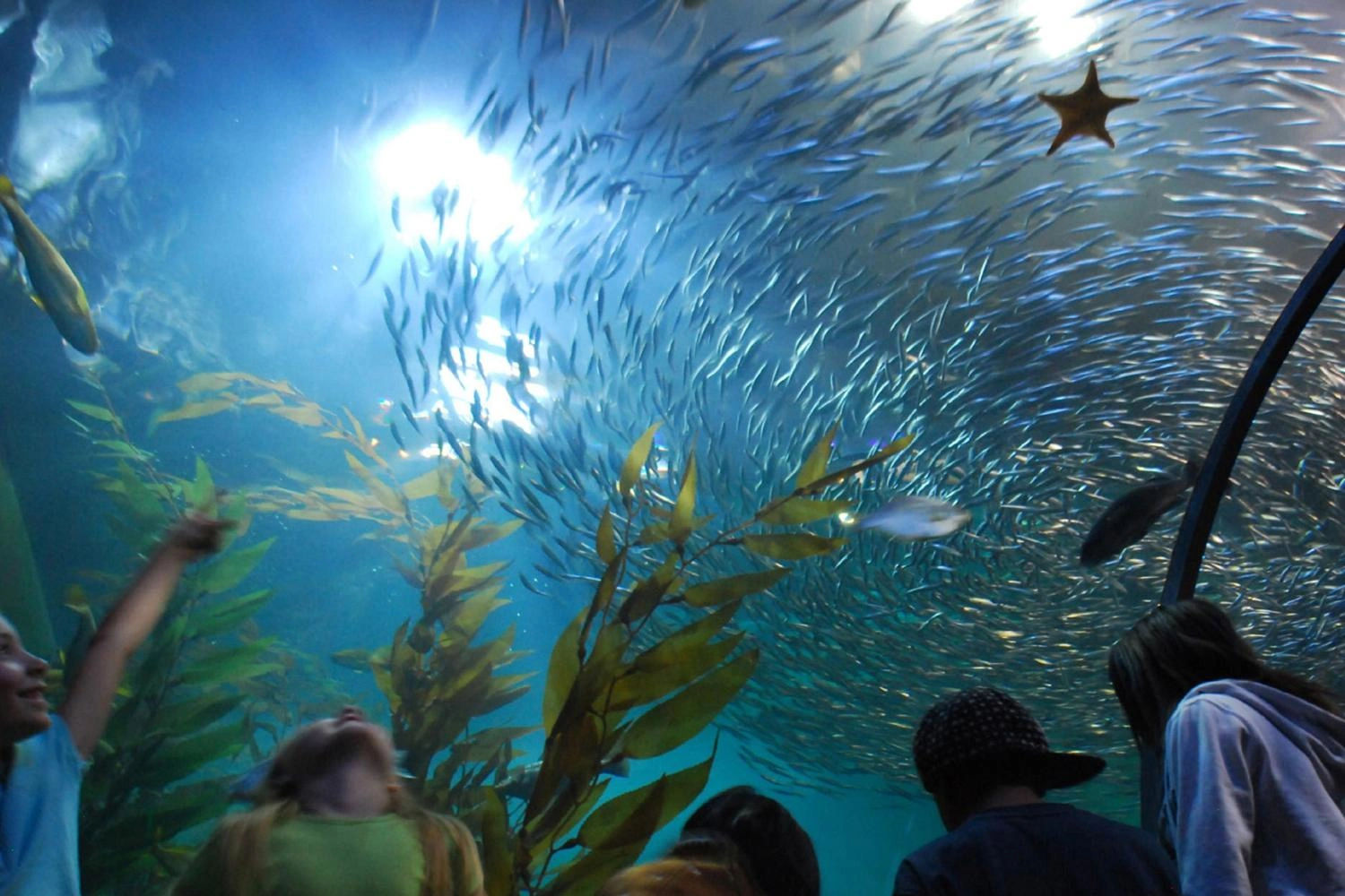 San Francisco City Tour & Aquarium of the Bay