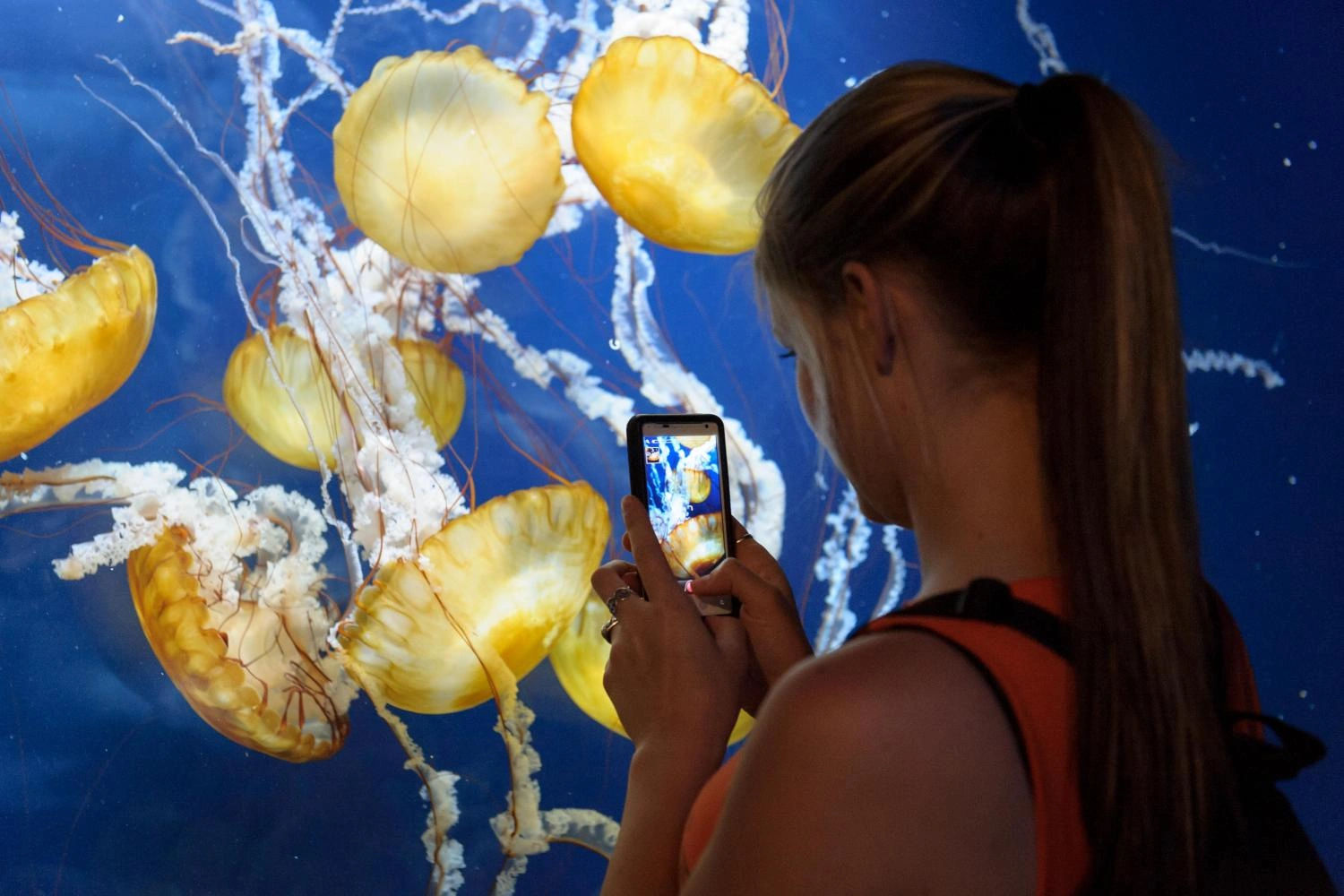 Aquarium of the Bay - Ticket Only