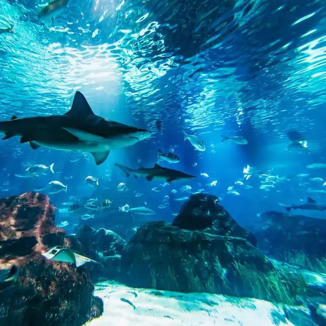 Aquarium Barcelona
