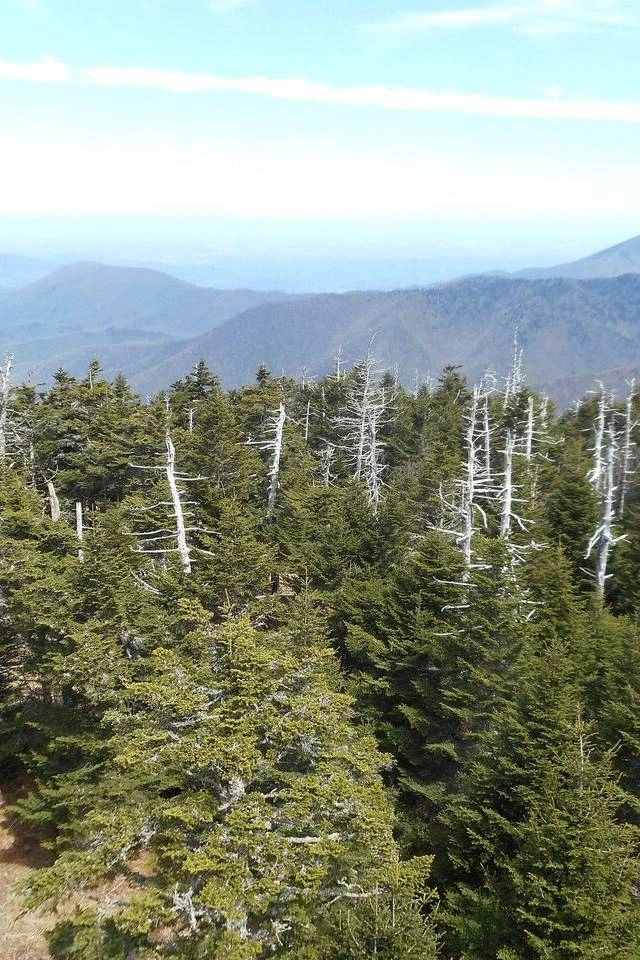 Smoky Mountains Hop On Hop Off Bus Tour