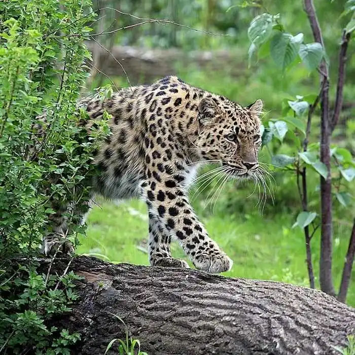 Leipzig Zoo: Skip The Line Ticket