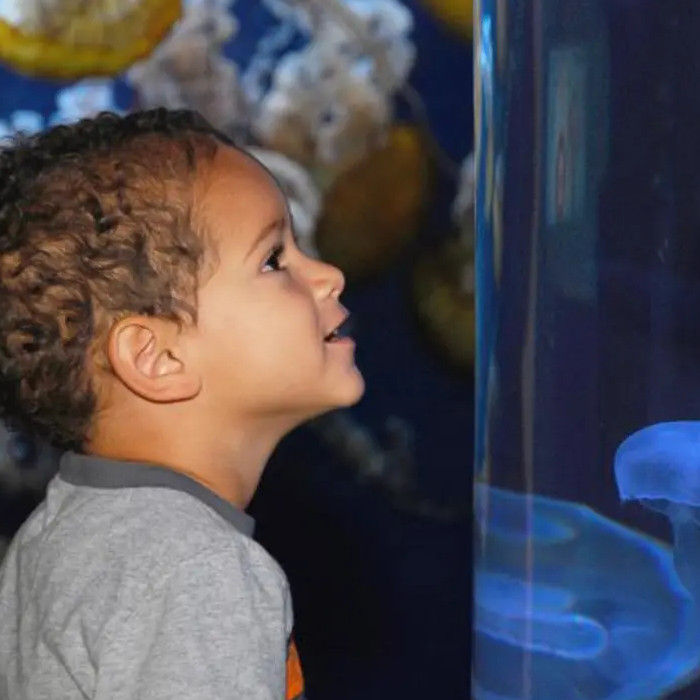 San Francisco Aquarium of the Bay – Ticket Only