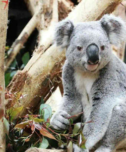 Leipzig Zoo: Skip The Line Ticket