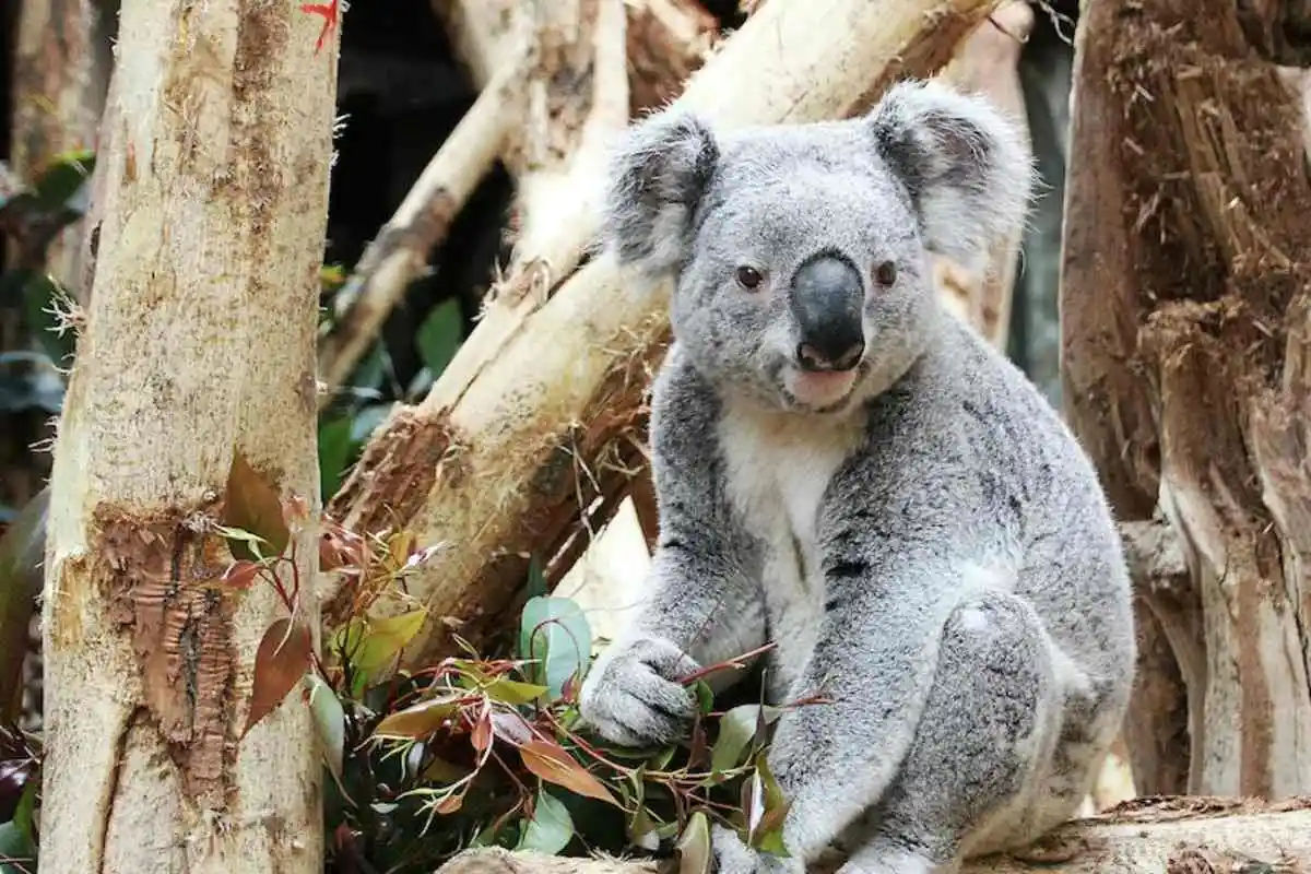 Leipzig Zoo: Skip The Line Ticket