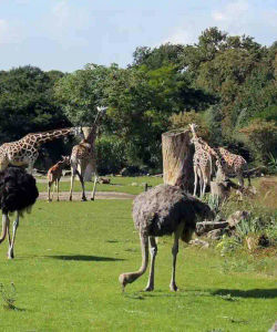 Leipzig Zoo: Skip The Line Ticket