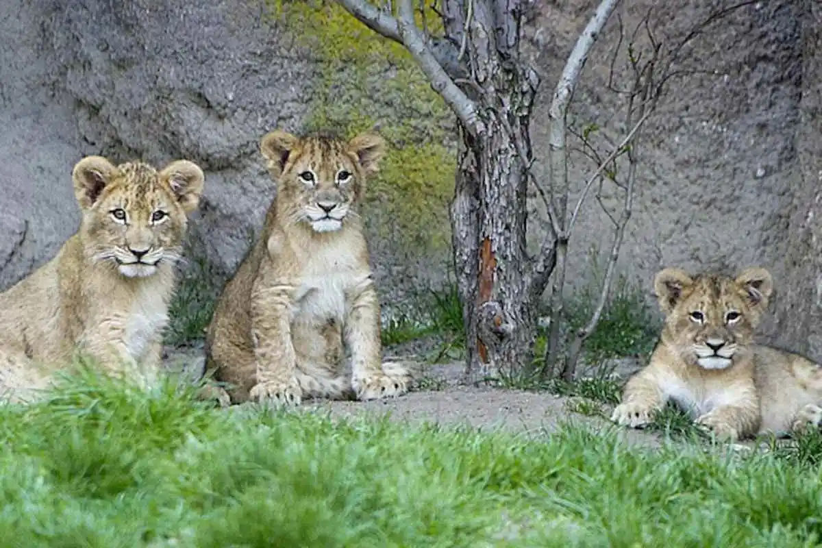 Leipzig Zoo: Skip The Line Ticket