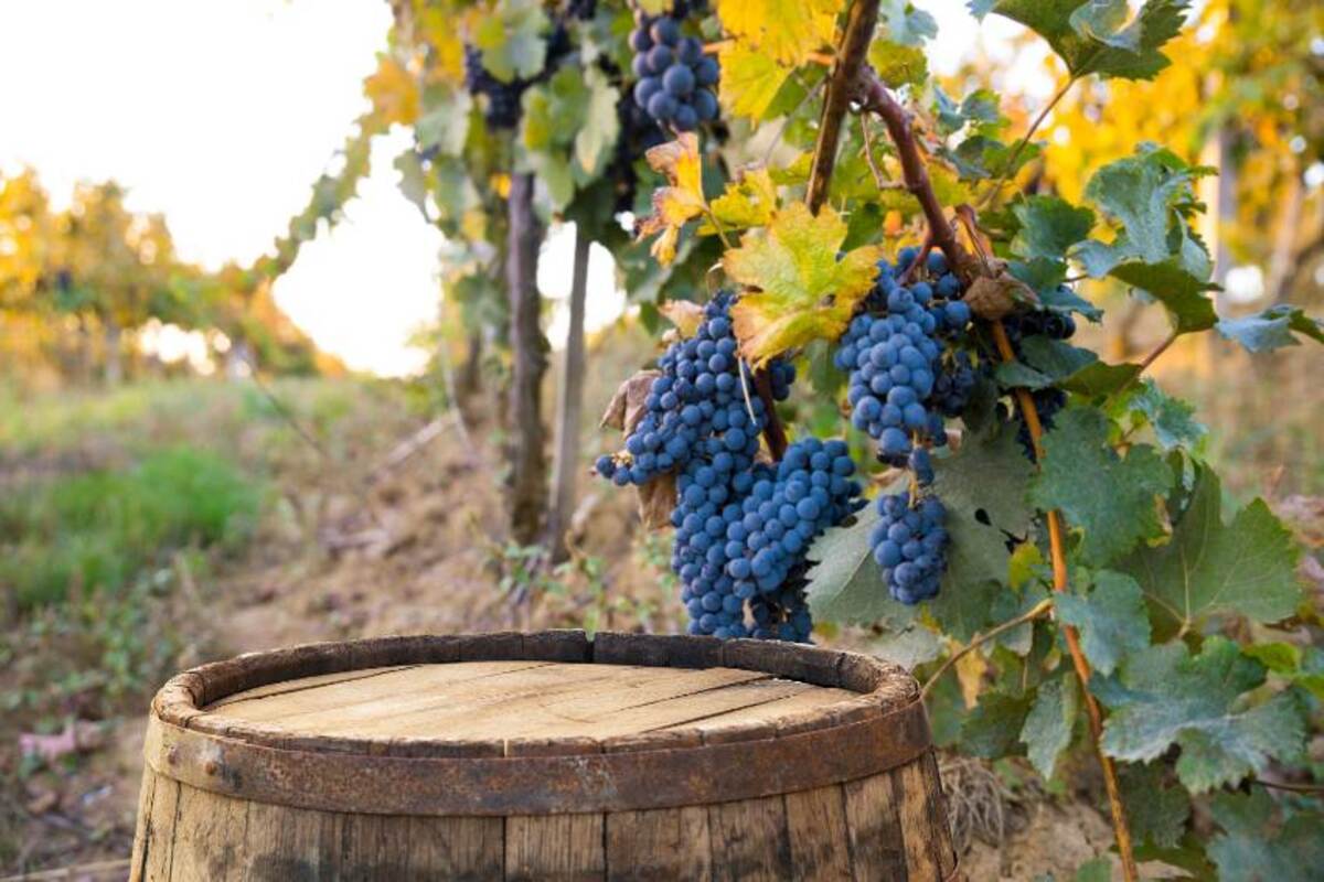 San Gimignano, Siena & Chianti Fantastic Tour