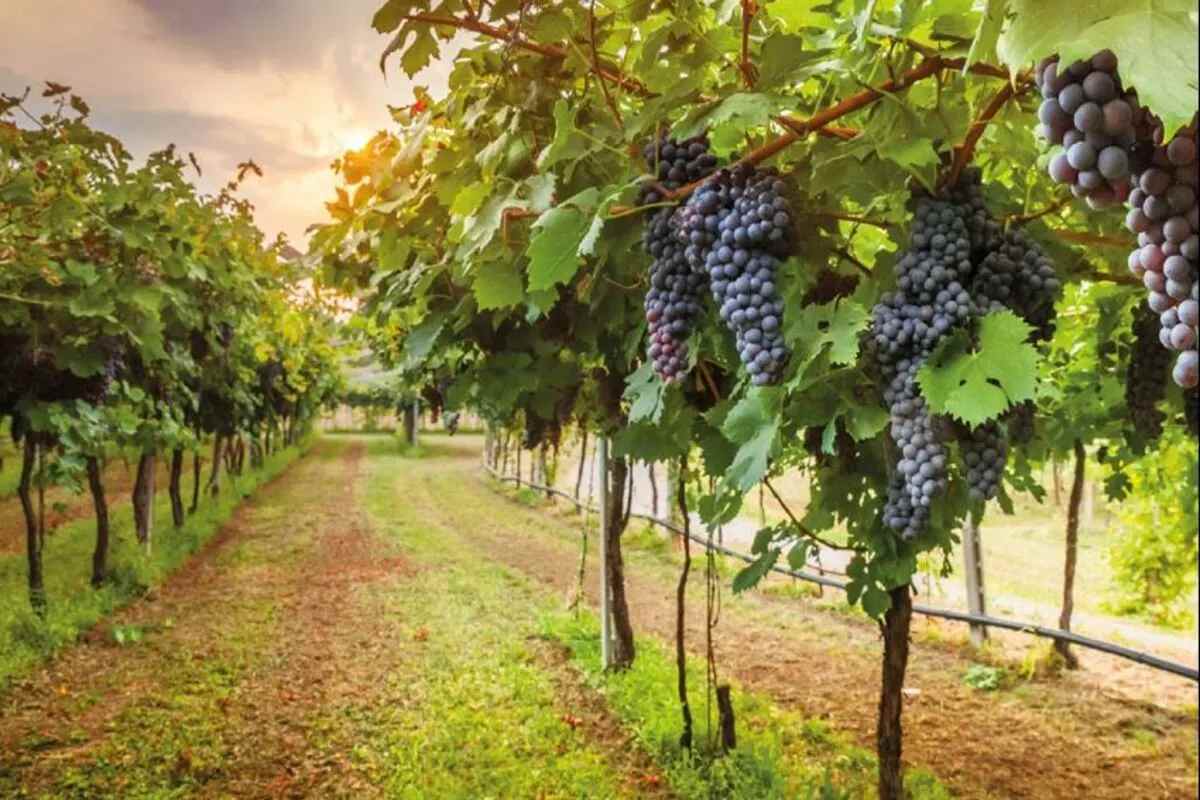 My Tours Italy - Chianti Half-Day Wine tour