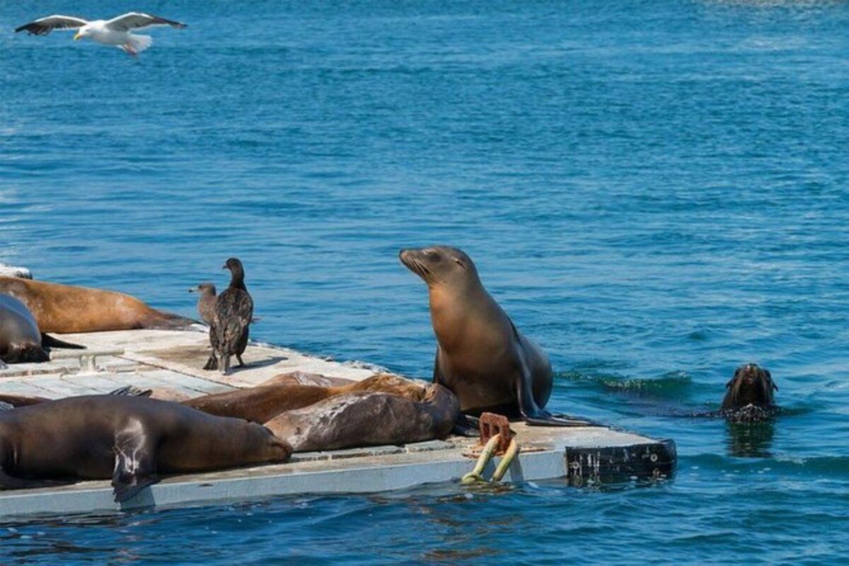 San Diego SEAL Tours Ticket from Seaport Village