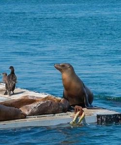 San Diego: SEAL Tours at Seaport Village