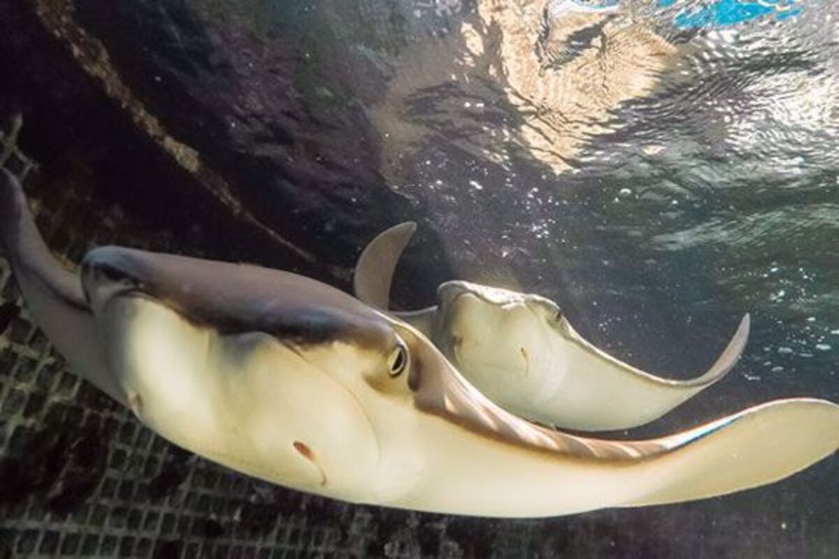 Key West Aquarium