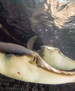 Key West Aquarium