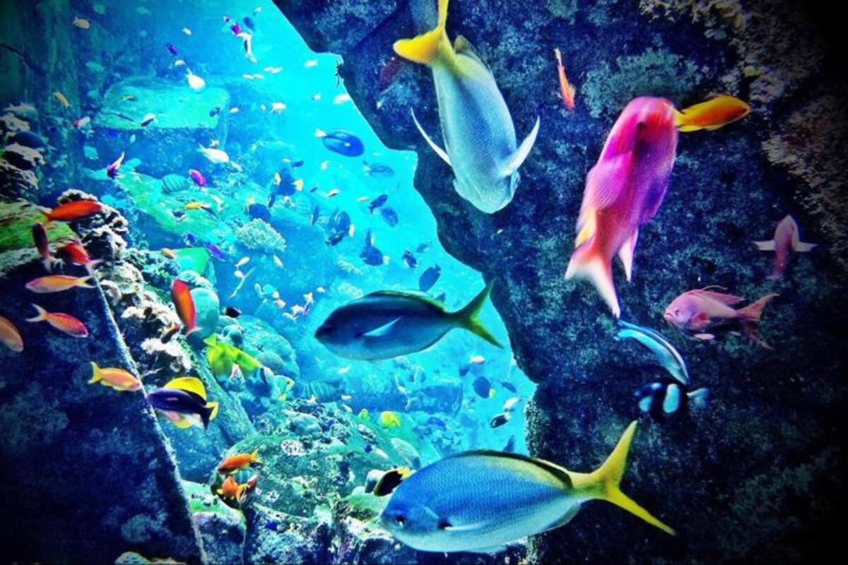 Atlantis Aqua Park Plus: Lost Chamber Dubai