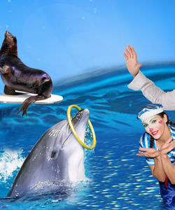 Dubai Dolphinarium: Dolphin and Seal Show Entrance Ticket
