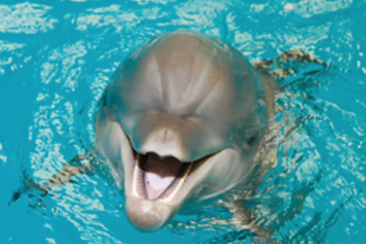 Dolphin & Seal Show Dubai – Entrance Ticket