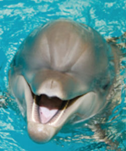 Dubai Dolphinarium: Dolphin and Seal Show Entrance Ticket