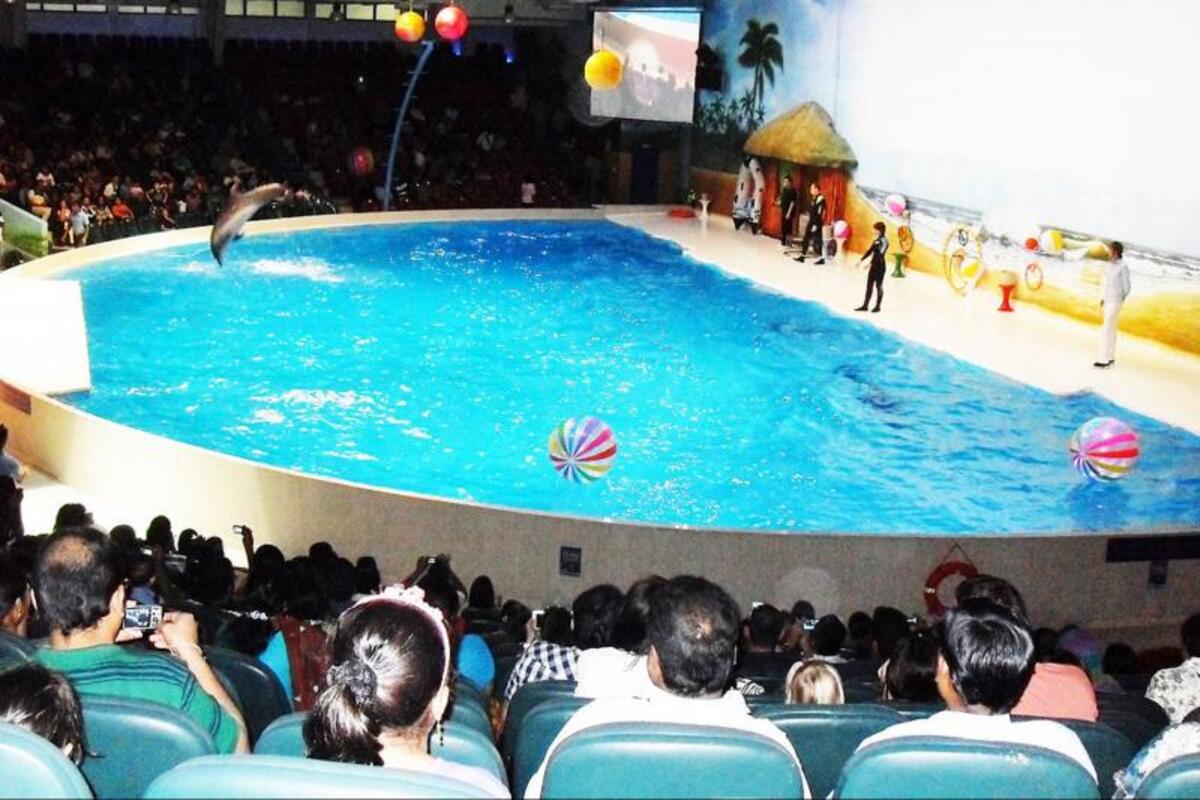 Dolphin & Seal Show Dubai – Entrance Ticket