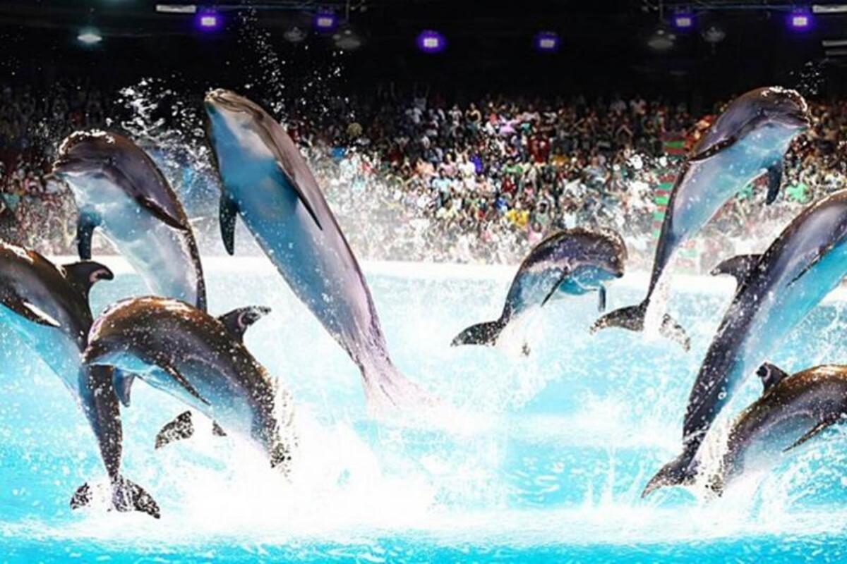 Dolphin & Seal Show Dubai – Entrance Ticket