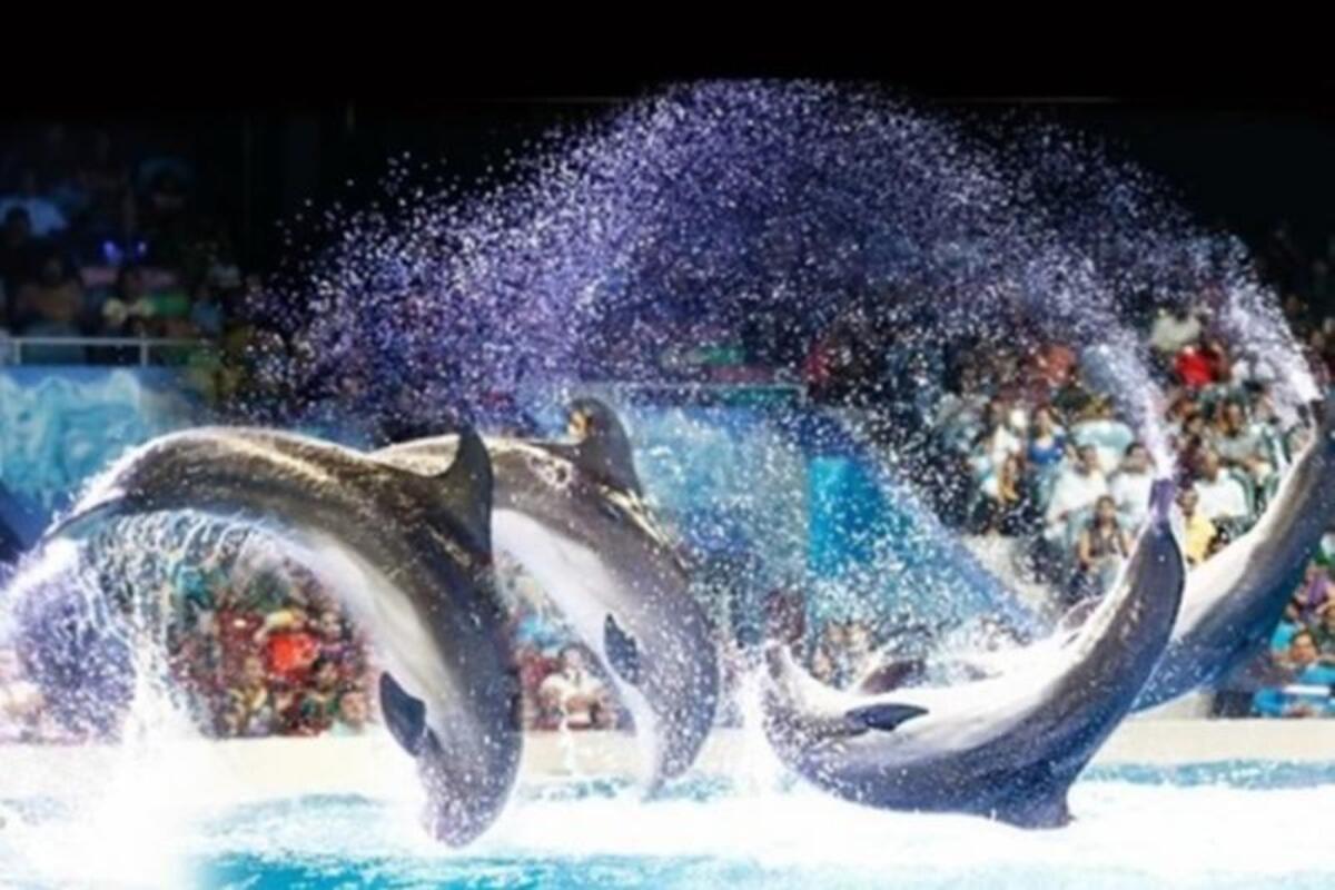 Dolphin & Seal Show Dubai – Entrance Ticket