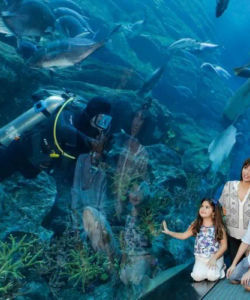 Dubai Aquarium and Penguin Encounter – Entrance Ticket