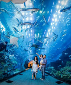 Dubai Aquarium and Penguin Encounter – Entrance Ticket