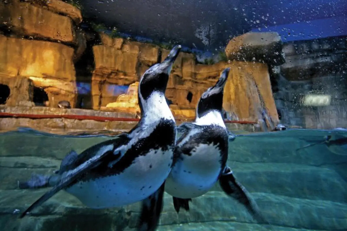 Dubai Aquarium and Penguin Encounter