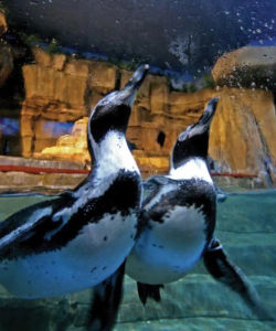 Dubai Aquarium and Penguin Encounter – Entrance Ticket