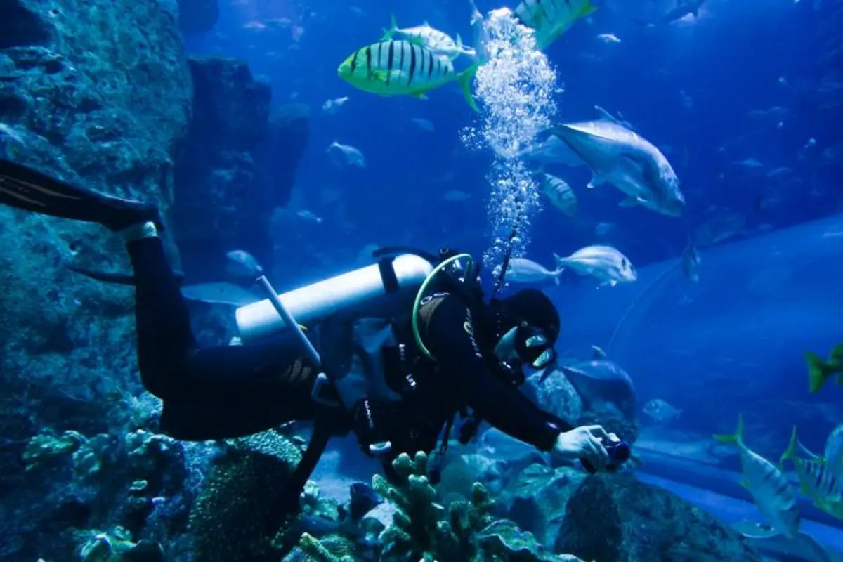 Dubai Aquarium and Penguin Encounter