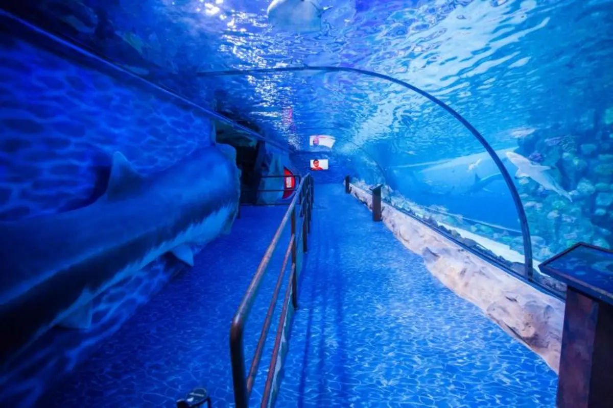 Dubai Aquarium and Penguin Encounter