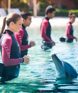 Dolphin Bay Atlantis in Dubai – Entrance Ticket