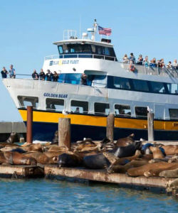 San Francisco Bay Cruise Adventure