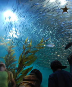 San Francisco Aquarium of the Bay – Ticket Only