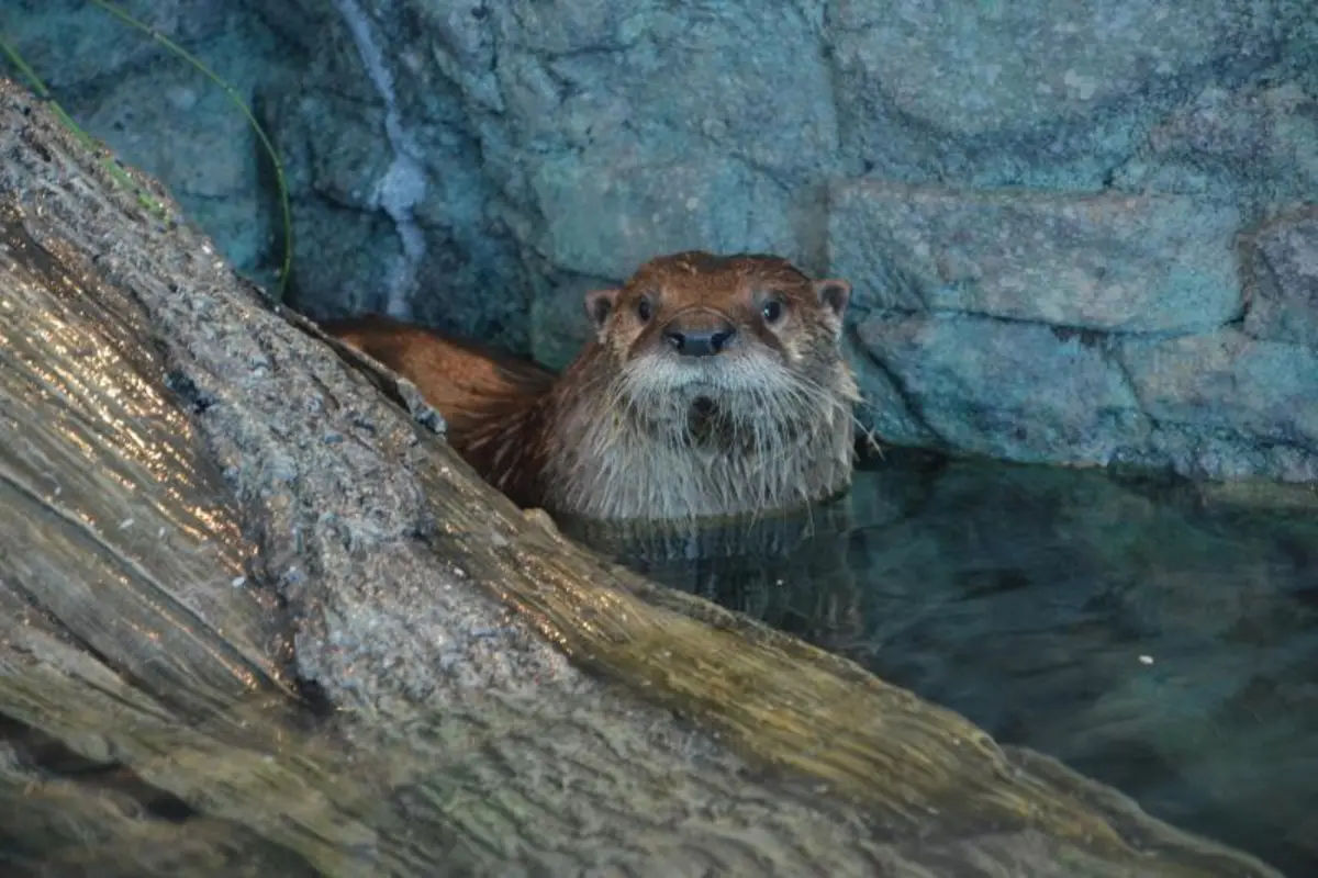 Aquarium of the Bay – Ticket Only