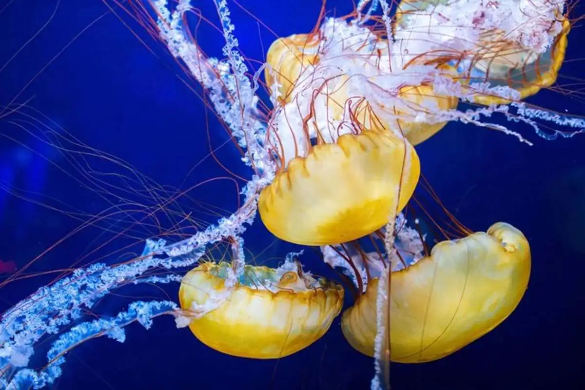 Aquarium of the Bay – Ticket Only