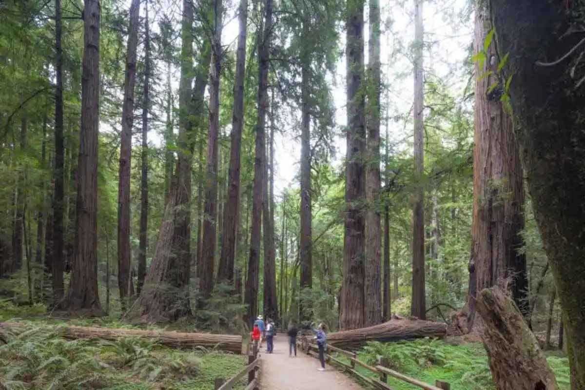 Grand City Tour, Muir Woods & Sausalito