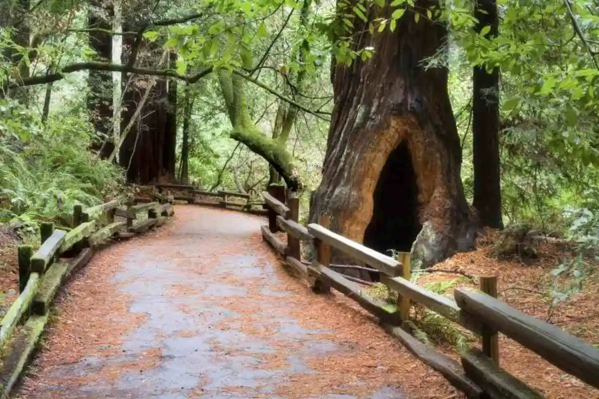 Grand City Tour, Muir Woods & Sausalito
