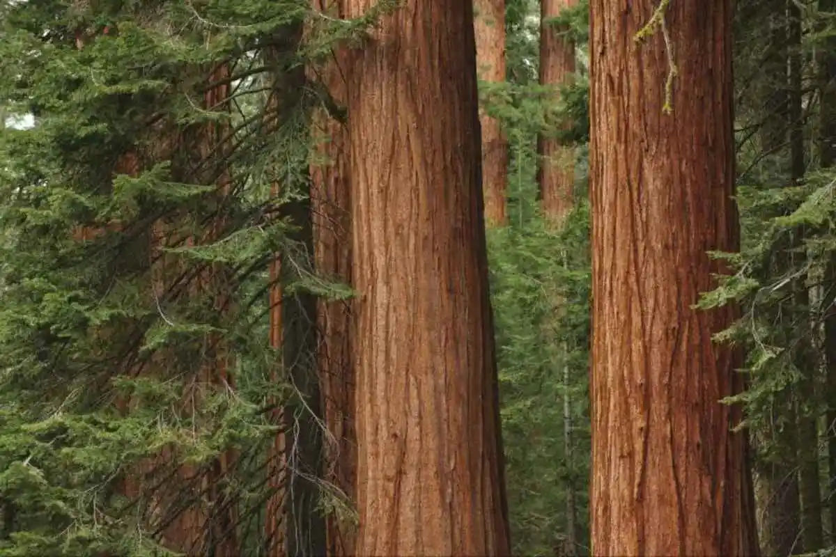 Grand City Tour, Muir Woods & Sausalito