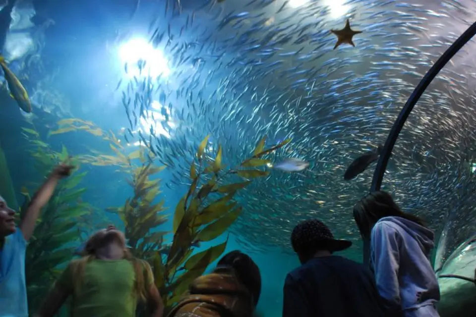 San Francisco Grand City Tour and Aquarium of the Bay